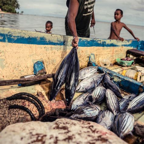Pacific Island Tuna .